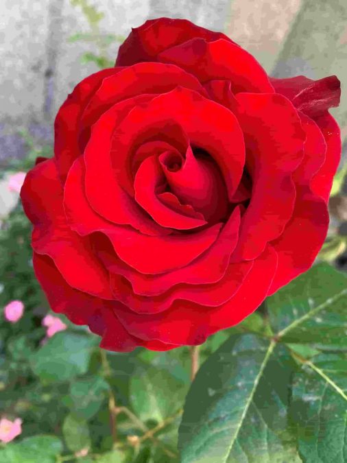 تصویر گل زیبا