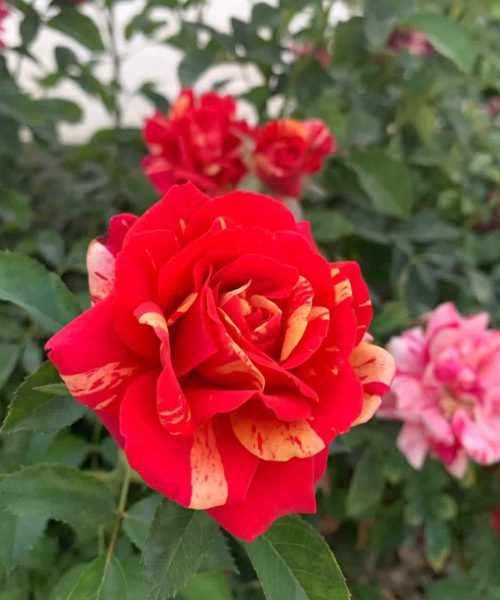 گل رز دو رنگ