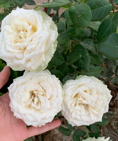 گل رز سفید هلندی