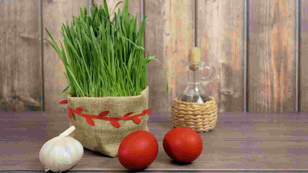 جادوی سبز: راهنمای جامع کاشت سبزه ذرت برای سفره هفت سین 1 کاشت سبزه ذرت