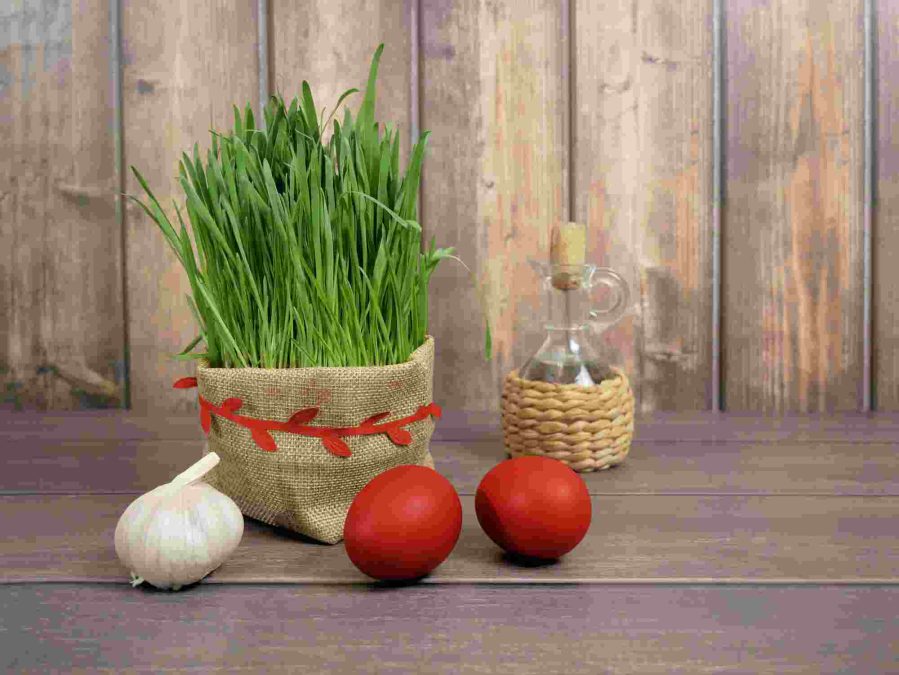 کاشت سبزه ذرت