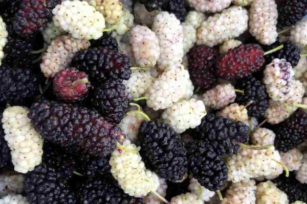 خواص توت تازه