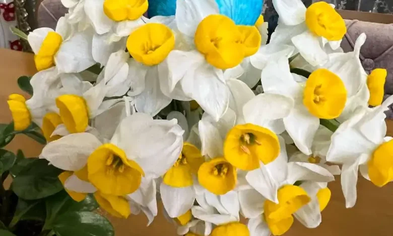عکس گل نرگس زیبا برای پروفایل؛ بهترین تصاویر برای عاشقان 1 عکس گل نرگس زیبا برای پروفایل
