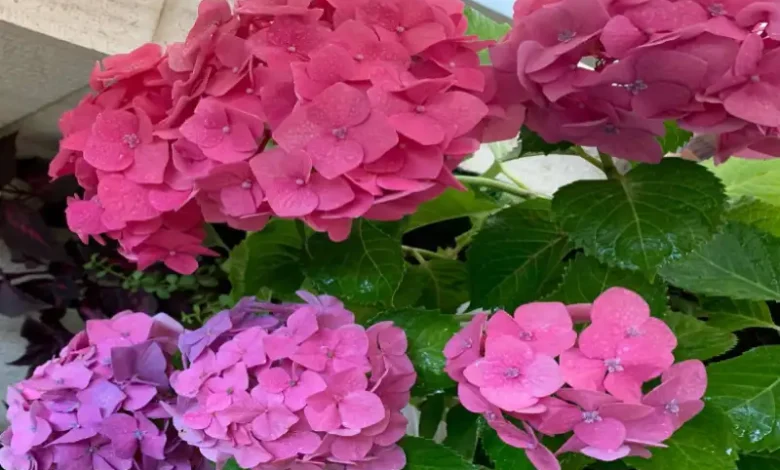 21 عکس گلهای زیبای جهان؛ نمایش طبیعت در بهترین حالت 1 عکس گل های زیبای جهان