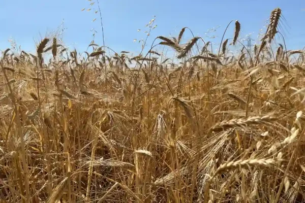 منظره طبیعت؛ تأثیر آرامشبخش بر روح و روان منظره طبیعت