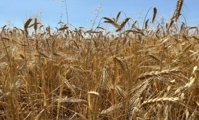 منظره طبیعت