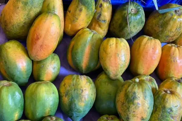 میوه پاپایا