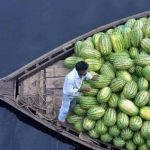 خلاقیت میوه فروش هنرمند، برای بُرش زدن هندونه حماسه آفرید/ هنر نزد کاسبان است و بس…