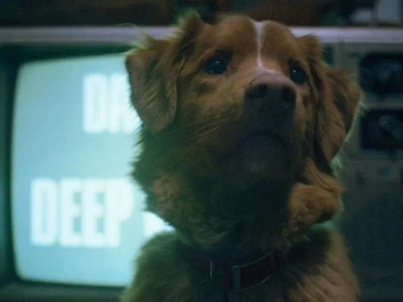 تریلر جدید فیلم Good Boy وحشت را از دید متفاوتی نشان می‌دهد